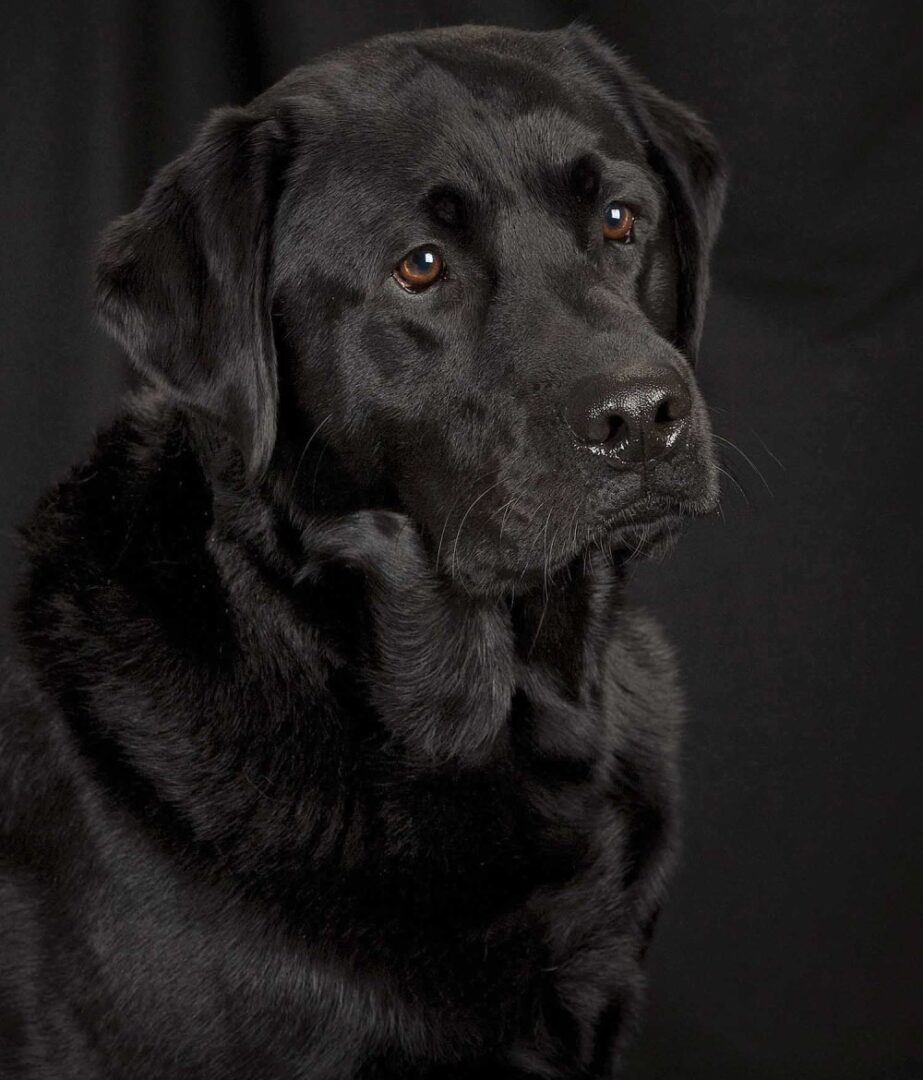 Portrait of Black Dog