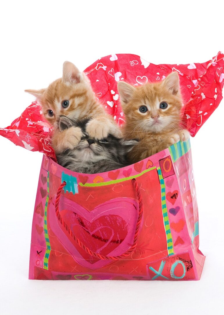 Portrait of Cats in the Bag