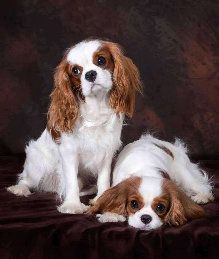 Portrait of two Dogs