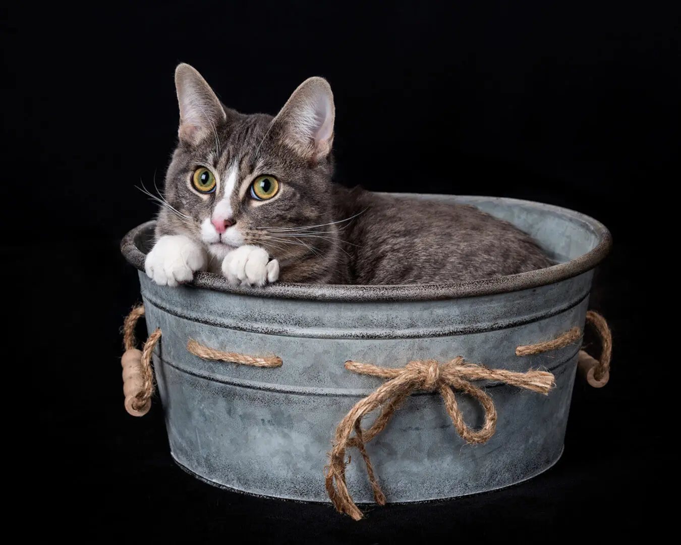 A gray cat in a metal tub