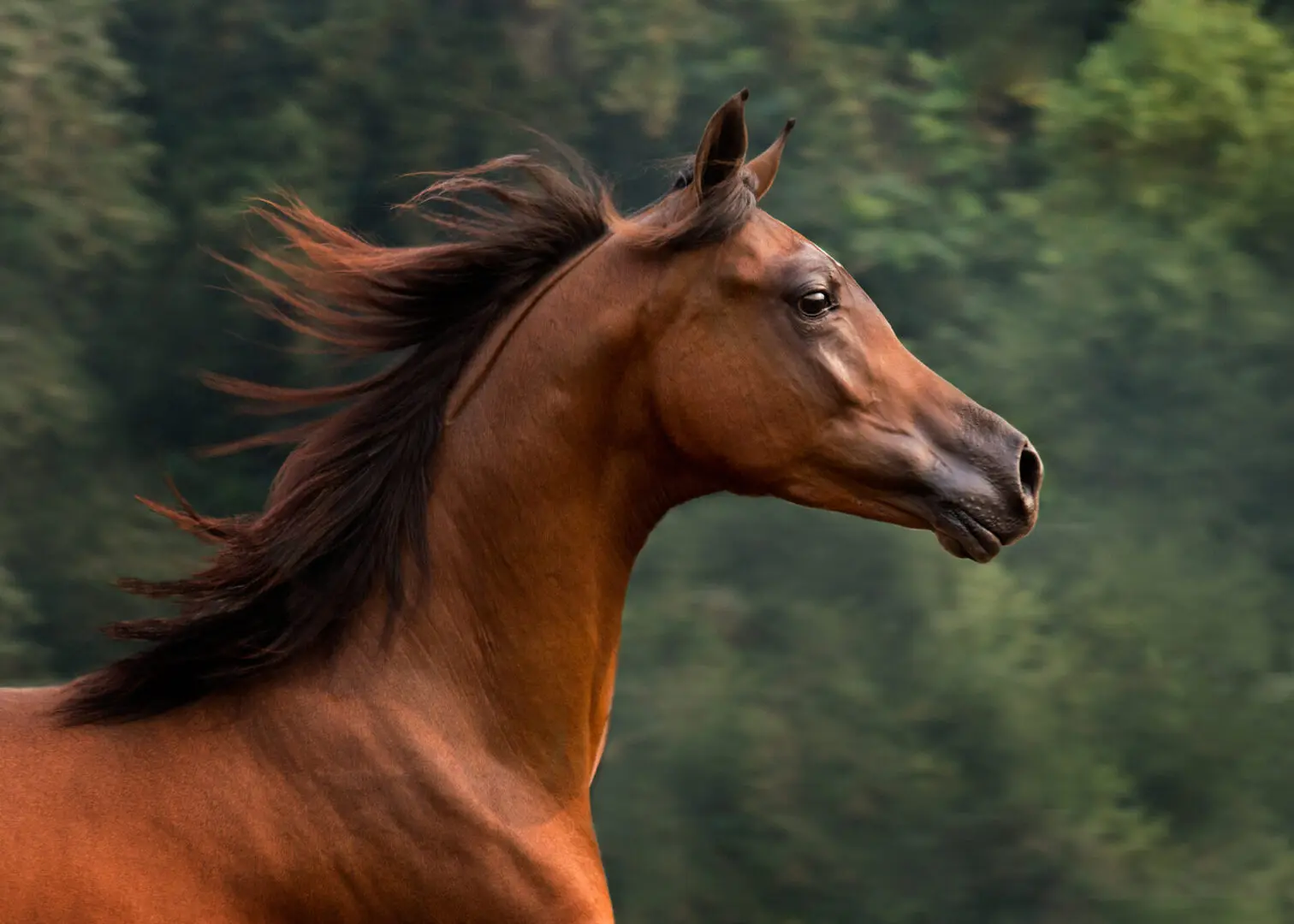 Head shot of a brown horse